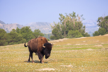 Bison in a field at Theodore Roosevelt National Park, North Dakota, USA