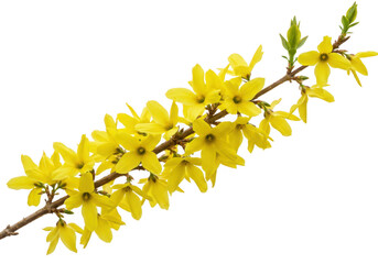 Fototapeta premium Bright yellow forsythia flowers bloom on a branch isolated on transparent background