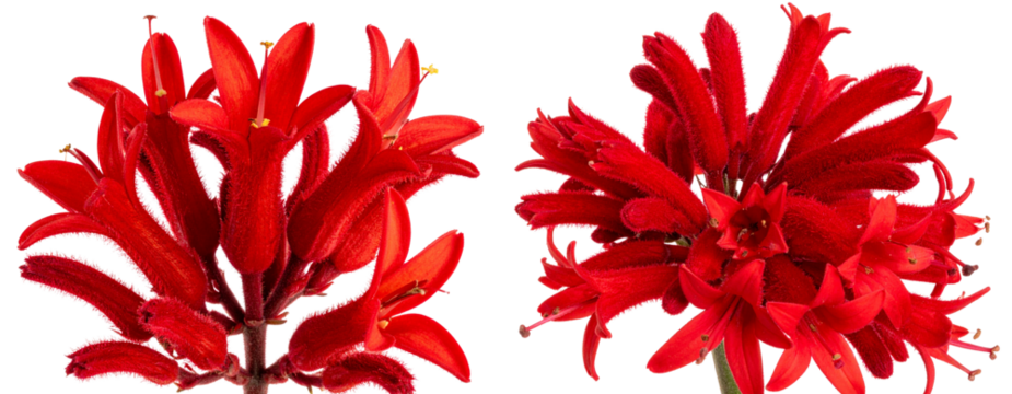 Vibrant Red Kangaroo Paw Plant Close-Up, Front View, isolated on plain background PNG