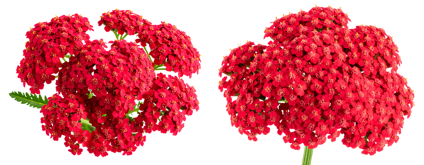 Vibrant Red Yarrow Cluster with Single Green Stem, Front View, isolated on transparent background PNG