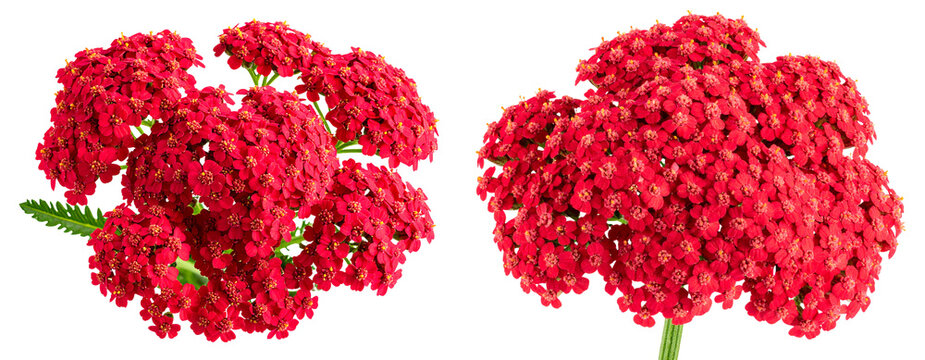Vibrant Red Yarrow Cluster with Single Green Stem, Front View, isolated on transparent background PNG