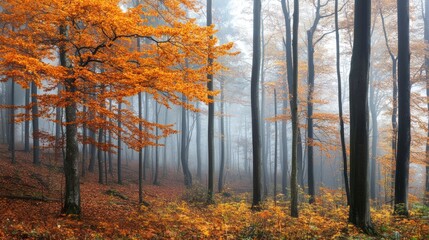 Fototapeta premium A beautiful autumn forest scene with vibrant orange colored foliage