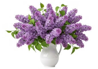 A lush bouquet of purple lilacs in a white pitcher isolated on transparent background