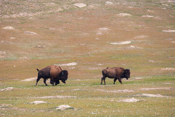 Bison at Theodore Roosevelt National Park, South Unit, North Dakota, USA
