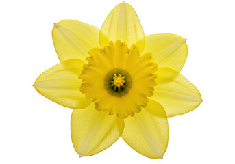 Bright yellow daffodil flower with intricate corona isolated on transparent background
