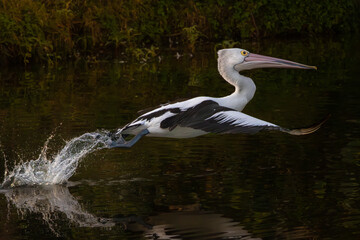 An Australian Pelican taking flight from water