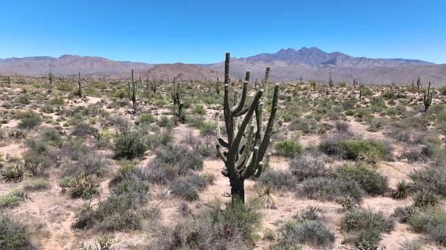 Aerial view of saguaro desert landscape and blue sky, United States.