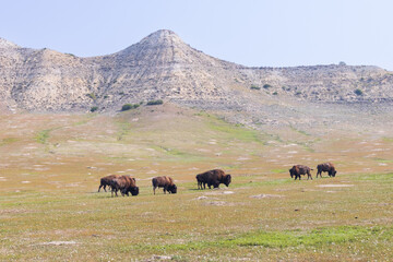 Bison herd at Theodore Roosevelt National Park, South Unit, North Dakota, USA
