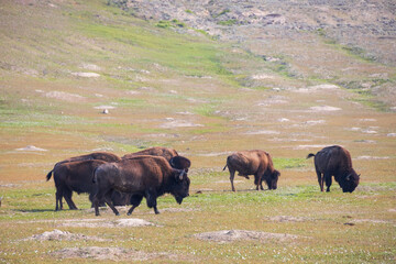 Bison herd at Theodore Roosevelt National Park, South Unit, North Dakota, USA