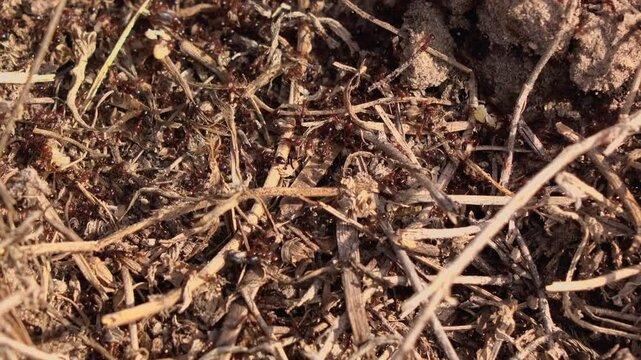 Chaos at ant nest when the it was disturbed by a person or animal.