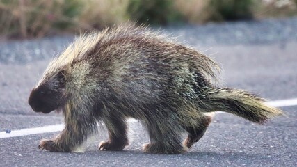 Yukon Territories, Canada