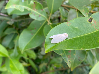 close up of insect, nature concept