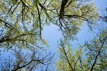 View of dense oak woodland covered in fresh green growth.