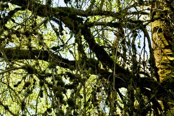 Fototapeta premium View of dense oak woodland covered in fresh green growth.