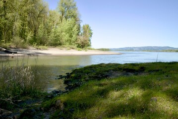 Quiet shallow cove with a small spit of beach sand surrounded by oak woodland with fresh green growth on a bright sunny summer day. 