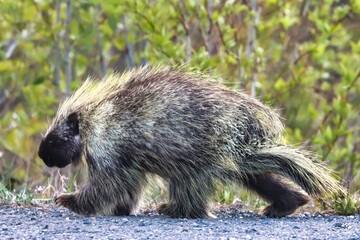 Yukon Territories, Canada