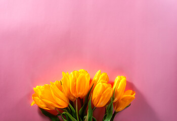 Bright Yellow Tulips on a Pink Background Representing Spring and Elegance