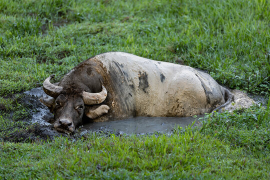 Water Buffalo - Powered by Adobe