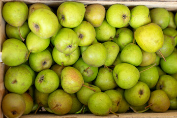 Rustic wooden box with harvested green pears