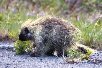 Yukon Territories, Canada