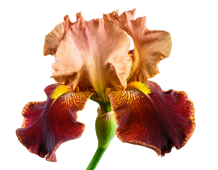  Firefly_Iris, isolated on transparent background  