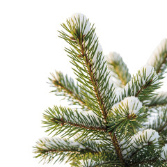 fir tree branch