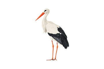 White stork illustration, isolated on black background