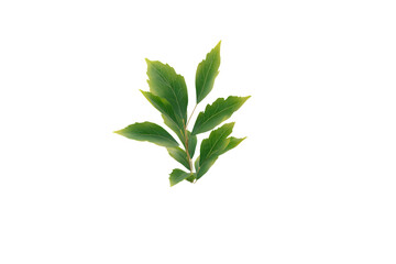 Green leaves sprig, plant, nature, botany