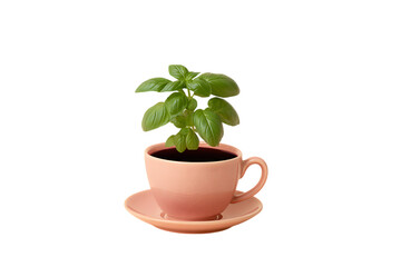 Basil plant growing in a pink teacup.