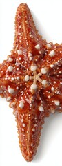 Close up of Reddish Brown Starfish on White Background