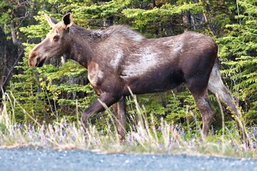 Yukon Territories, Canada