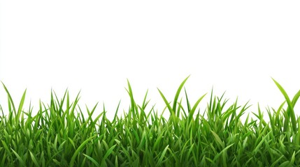 Fototapeta premium Lush green grass border against white background