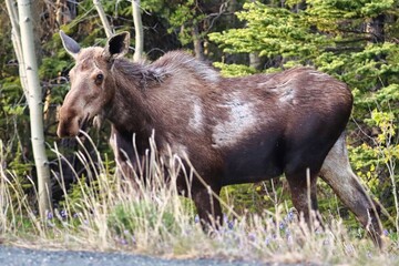 Yukon Territories, Canada