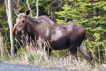 Yukon Territories, Canada