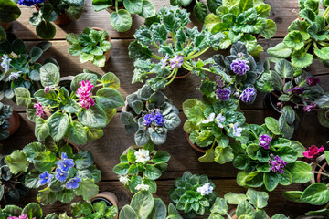Potted pansies variety in plant nursery for flower sales, colorful blooms arranged for customer...