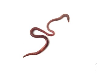 Earthworm (Lumbricus terrestris) isolated on white background 