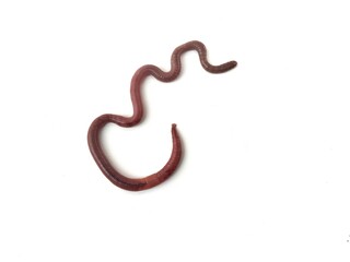 Earthworm (Lumbricus terrestris) isolated on white background 