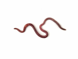 Earthworm (Lumbricus terrestris) isolated on white background 