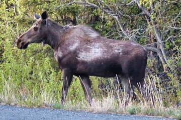 Yukon Territories, Canada