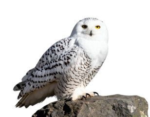 Snowy Owl Sitting on a Rock with Fluffy White Feathers, isolated on a transparent background