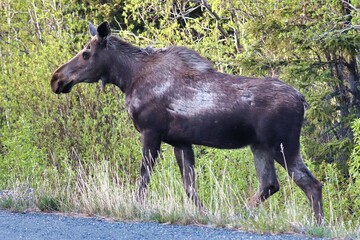 Yukon Territories, Canada