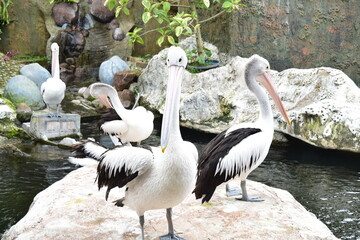 Australian Pelicans Standing on Rocks  in a Tranquil Zoo Habitat, Displaying Natural Behavior and Graceful Posture