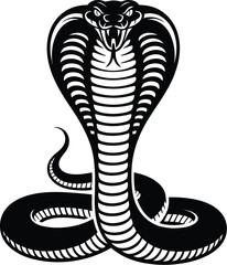 Black cobra striking with hood flared snake reptile