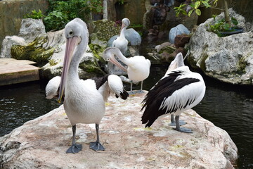 Australian Pelicans Standing on Rocks  in a Tranquil Zoo Habitat, Displaying Natural Behavior and Graceful Posture