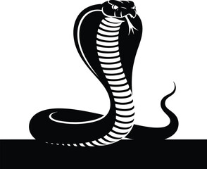 Black cobra striking with white stripes snake reptile