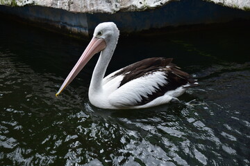 Elegant Australian Pelican Gliding Gracefully on Dark Water in a Naturalistic Zoo Setting Near Rocky Shore