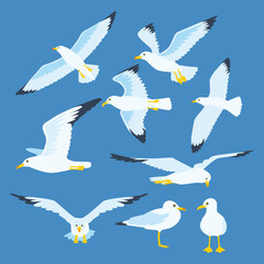 Set of seagull bird flying set collection, gray and white sea bird in different poses, seagull flying with wings spread wide, animal wildlife, gull beach illustration vector flat isolated.