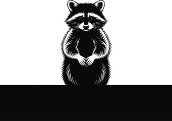 Black raccoon standing on white background animal wildlife