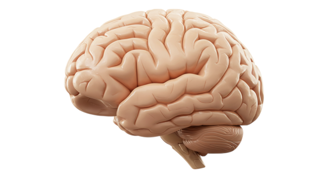 Brain Anatomy: A detailed medical illustration showcases the human brain's intricate structure, highlighting its complex folds and ridges