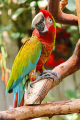 Exotic Parrot with Bright Feathers